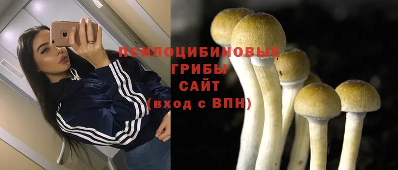 где продают   Абдулино  Псилоцибиновые грибы Magic Shrooms 